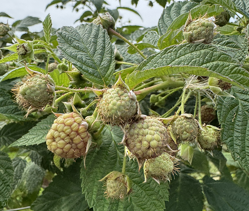 Unripe raspberry fruits growing on a bush. 